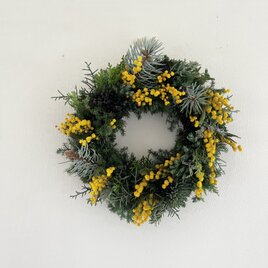 早春. イタリアから春の便り♬  ~ミモザ.ミランドールと針葉樹