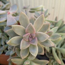 多肉植物　桜牡丹　ゴースティ 　カット苗　1つ