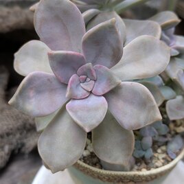 多肉植物　パープルディライト 　カット苗　1つ