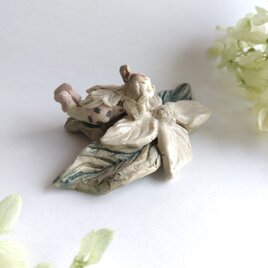 ヤマボウシ　ごろり天使　【花といっしょ】