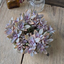 多肉植物 ナチュラルカラーの初恋のリース型リメ缶の寄せ植え