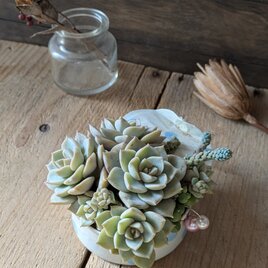 多肉植物 白牡丹の上品な寄せ植え
