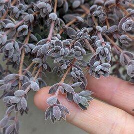 多肉植物　 レモータ　５本　7cm　カット苗