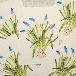postcard　/　ムスカリ（2枚セット）