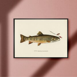 イワナ 岩魚トラウト アメマス ビンテージ ルアーフィッシング 釣り アウトドア ガレージ 雑貨 A4アートポスターのコピー