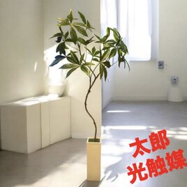 光触媒　ウォールグリーン　フェイクグリーン　クネクネパキラ