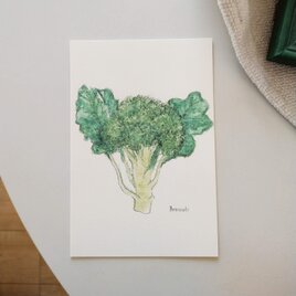 postcard　/　ブロッコリー（2枚組）