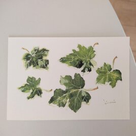 postcard 　/　アイビー（2枚組）