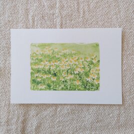 postcard　/　カモミールの畑（2枚組）