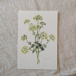 postcard　/　パセリの花（2枚組）