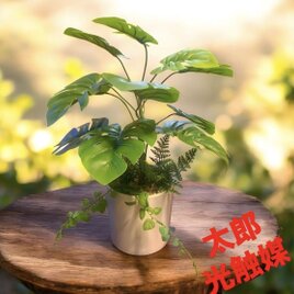 光触媒　人工観葉植物　ウォールグリーン　フェイクグリーン　モンステラ