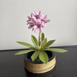 ショウジョウバカマ