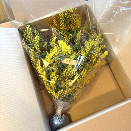 フレッシュ・ミモザ　エコゼリーで保水つき　切花　素材　クロネコ８０サイズ