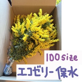 フレッシュ・ミモザ　エコゼリーで保水つき　切花　素材　クロネコ80サイズ