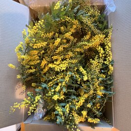 フレッシュミモザ素材箱詰め　エコゼリー保水つき　クロネコ100サイズ