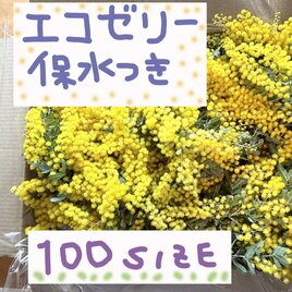 フレッシュミモザ素材箱詰め　エコゼリー保水つき　クロネコ100サイズ