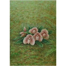 アートポスター　パフィオペディラム ベラチュラム