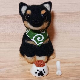 柴豆　唐草模様のバンダナ・餌骨付き