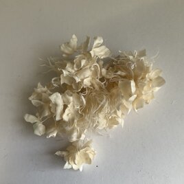 ２４４　クリーミーな紫陽花