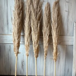 SALE★在庫入れ替えセール パンパスグラスもふもふタイプ5本セット  ドライフラワー花材