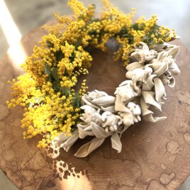 ミモザとラムズイヤー