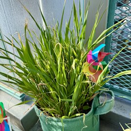 生オーツヘイ うさぎさん用