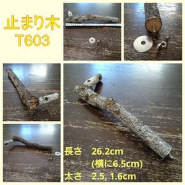 止まり木（枝：TOY-08-015）T603
