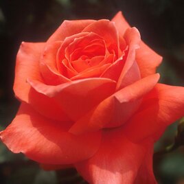 kinako様　専用オーダーメイド