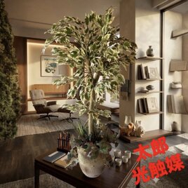 光触媒　人工観葉植物　ウォールグリーン　フェイクグリーン　斑入りベンジャミン