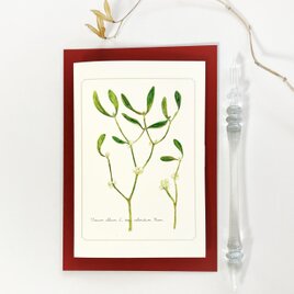 ヤドリギのカード＆レター