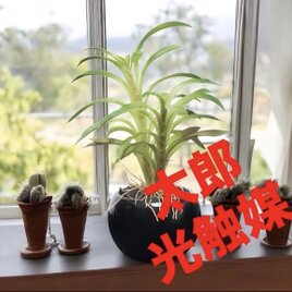光触媒　人工観葉植物　ウォールグリーン　フェイクグリーン　カクタスインポット