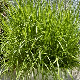 ぢぢ様専用 イタリアンライグラス