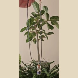 「コドナンテの花弁入り　瑠璃の小瓶ネックレス  ― ラピスラズリの青を添えて」