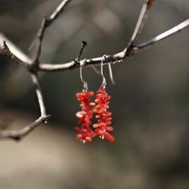 -Red coral- hooks