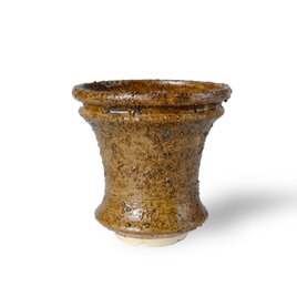 パルバコステリッチオ / M / 東温（鉢・プランター）