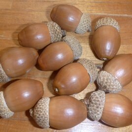 帽子付きぷっくりお腹のどんぐり（アベマキ特大）10個