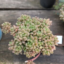 多肉植物　小梅　3つ 　カット苗　