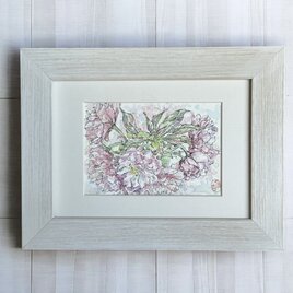 八重桜(水彩画、原画、桜、春、フレーム付き)