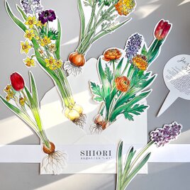 植物図鑑 / SHIORI 〜本を読みたくなる”しおり”〜 (5枚セット)〜