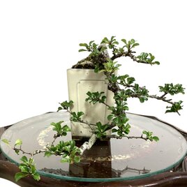 長寿梅盆栽　縦16cm×横22cm  生木　 梅盆栽　‼️