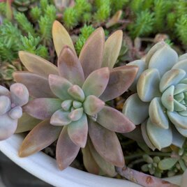 多肉植物　 秋麗　3つ　カット苗　