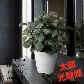光触媒　人工観葉植物　ウォールグリーン　フェイクグリーン　フィットニア