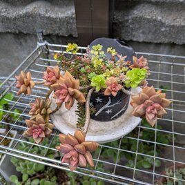 多肉植物 ブロンズ姫の寄せ植え