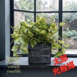 光触媒 人工観葉植物 フェイクグリーン プレミアム胡蝶蘭5本立W