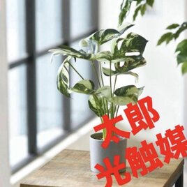 光触媒 人工観葉植物 ウォールグリーン フェイクグリーン ユッカ