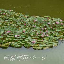 南天とヒカゲノカズラのお正月飾り | iichi 日々の暮らしを心地よく