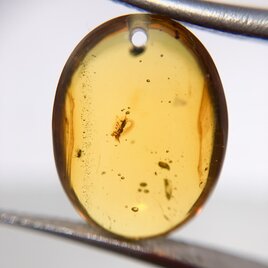 フォッシルコーラル[168] 32x21mm 25Cts ルース ／天然石