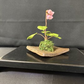 クレイフラワー チューリップ | iichi 日々の暮らしを心地よくする