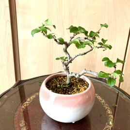送料込み 黒松盆栽 28cm 盆栽 ! | iichi 日々の暮らしを心地よくする
