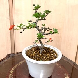 盆栽 黒松　28cm 匿名配送 ‼️ 送料込み 黒松盆栽 28cm 9/30現在 盆栽 ! | iichi 日々の暮らしを